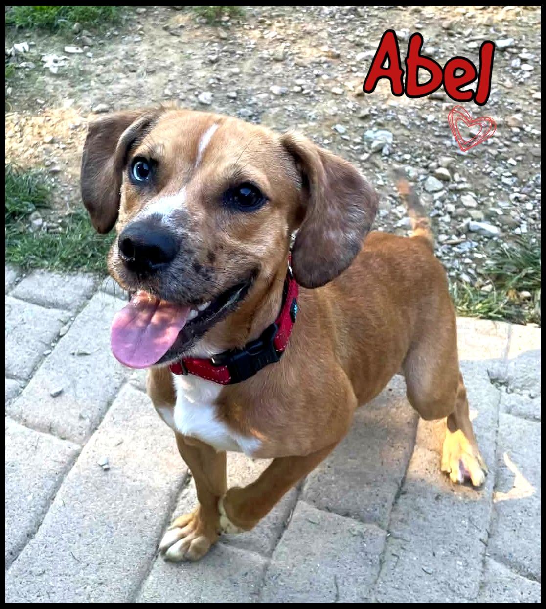 Enlarge Abel, a ADOPTABLE mixed breed in Shippenville, PA image 2/6
