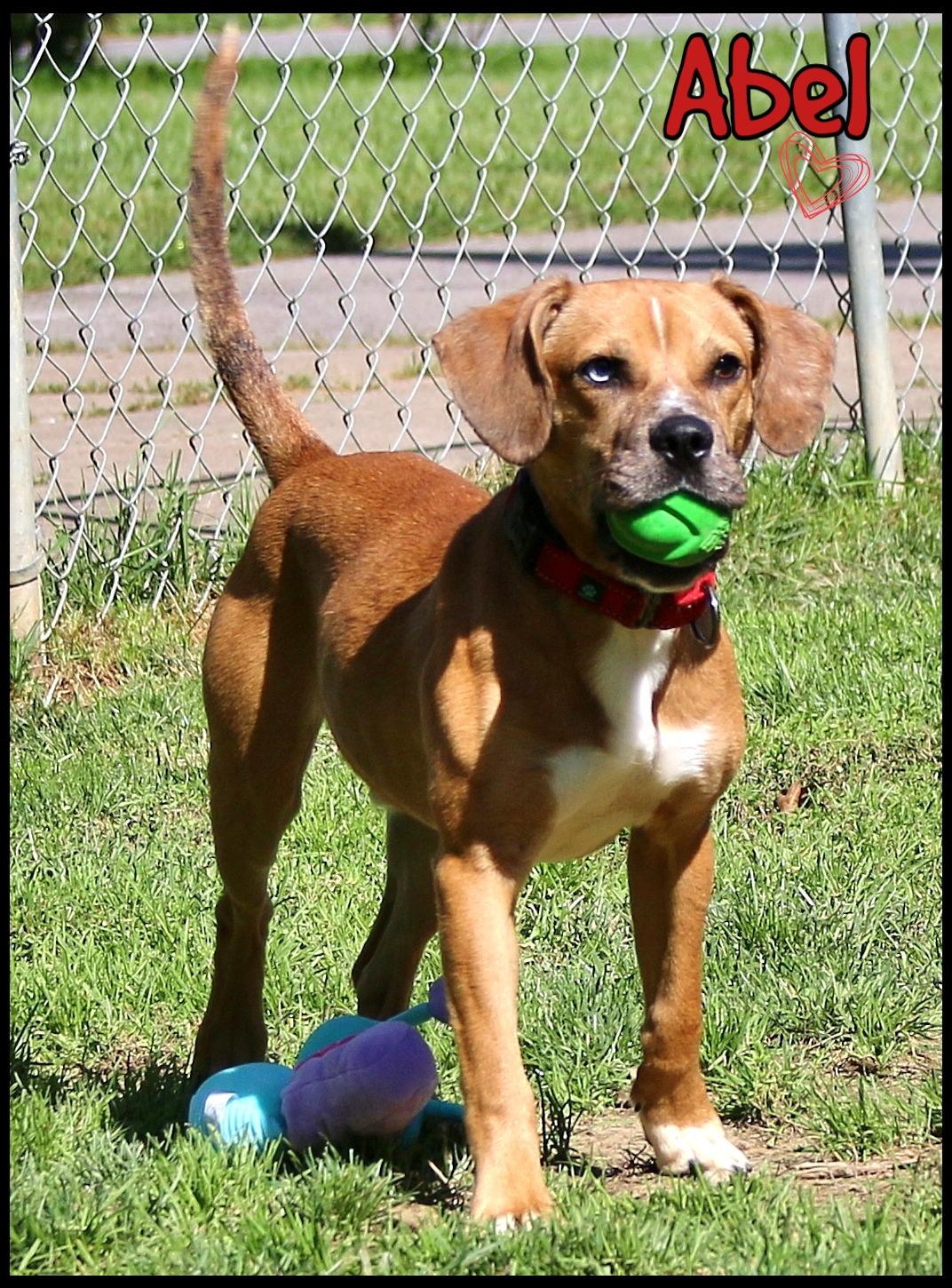Enlarge Abel, a ADOPTABLE mixed breed in Shippenville, PA image 1/6