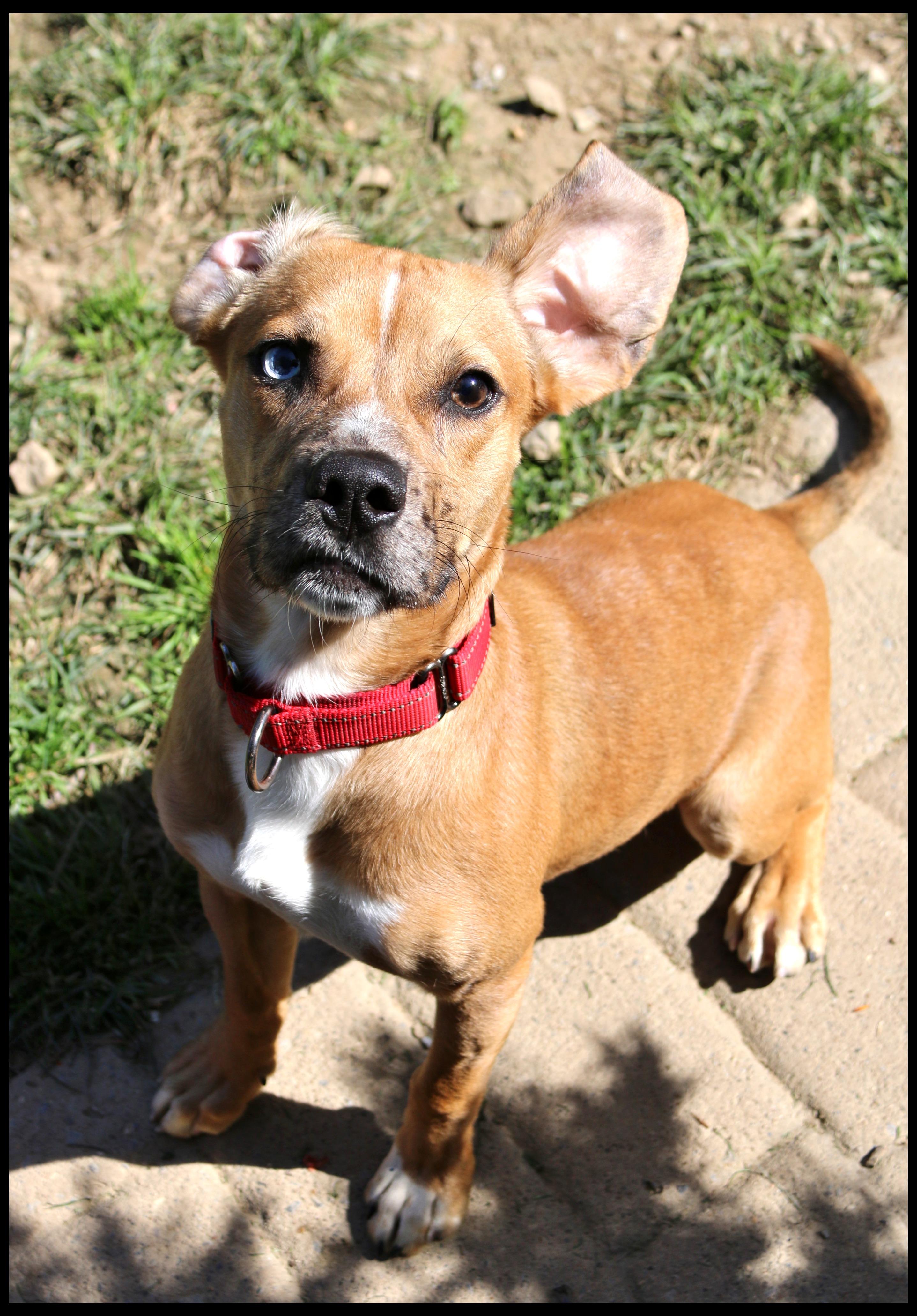Enlarge Abel, a ADOPTABLE mixed breed in Shippenville, PA image 5/6