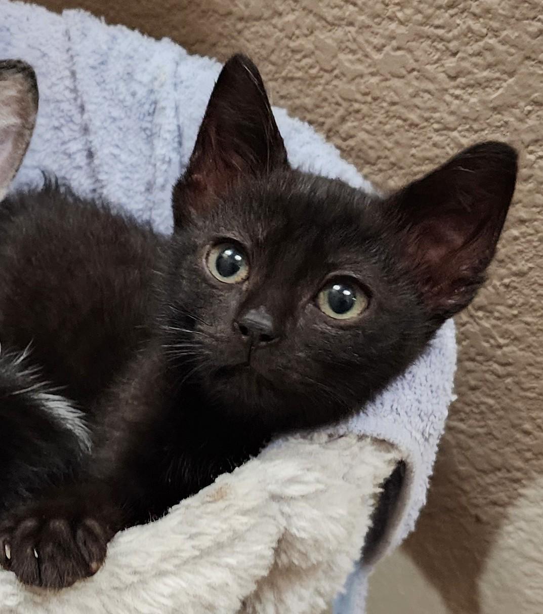 Avocato, a ADOPTABLE Manx in Fort Worth, TX image 3/6