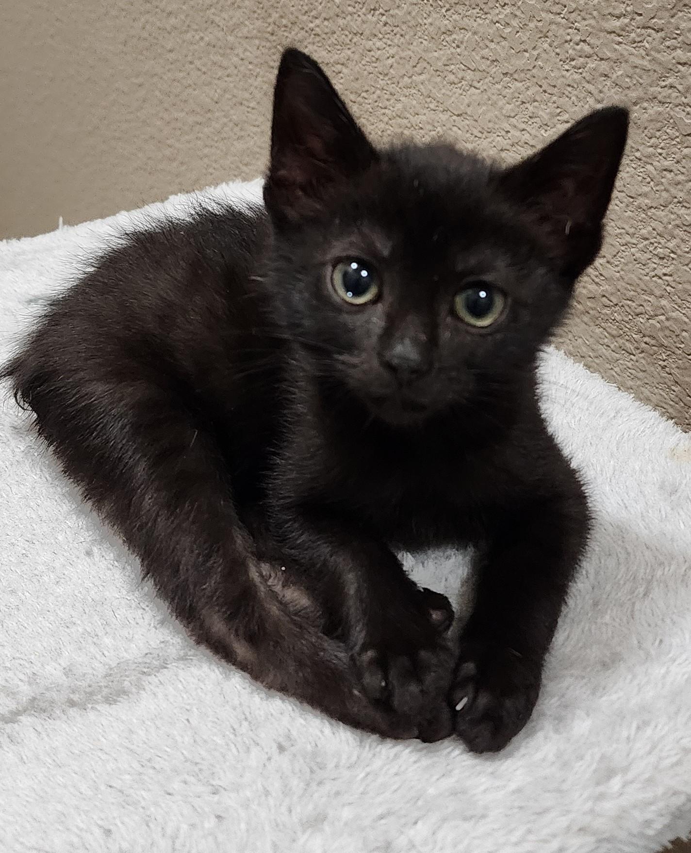 Avocato, ADOPTABLE, Kitten Female Manx.