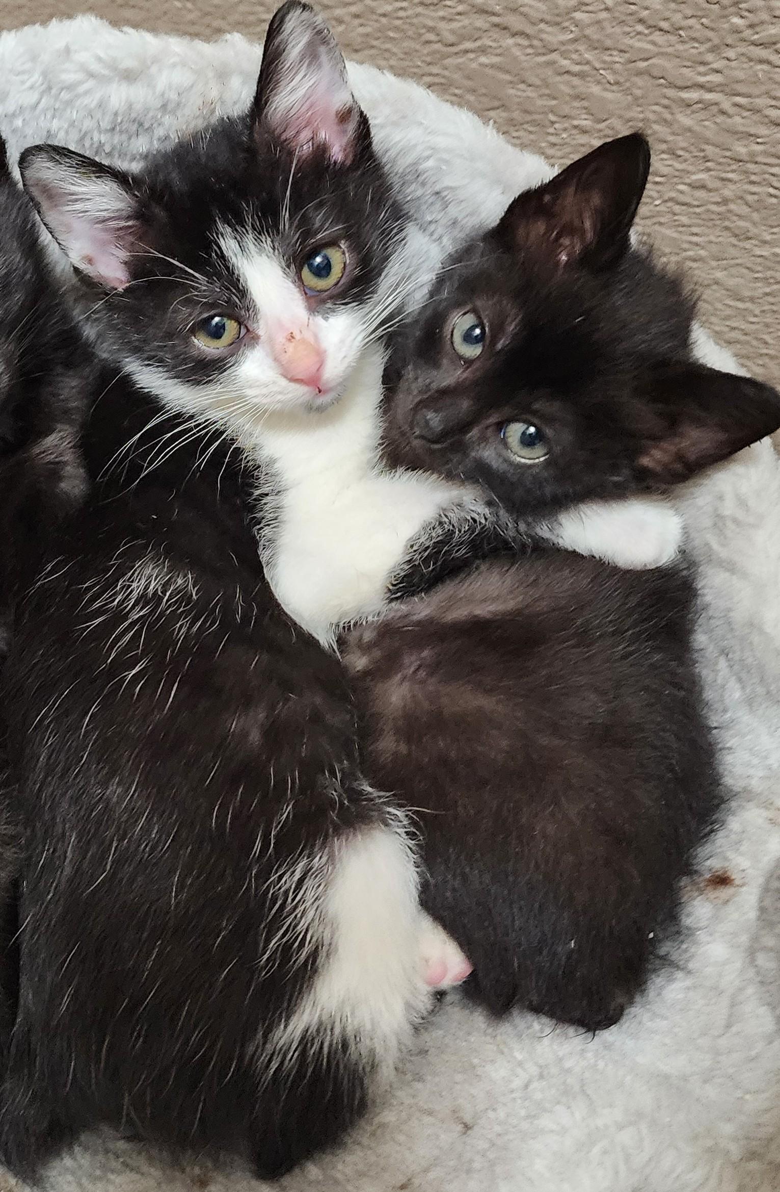 Avocato, a ADOPTABLE Manx in Fort Worth, TX image 6/6