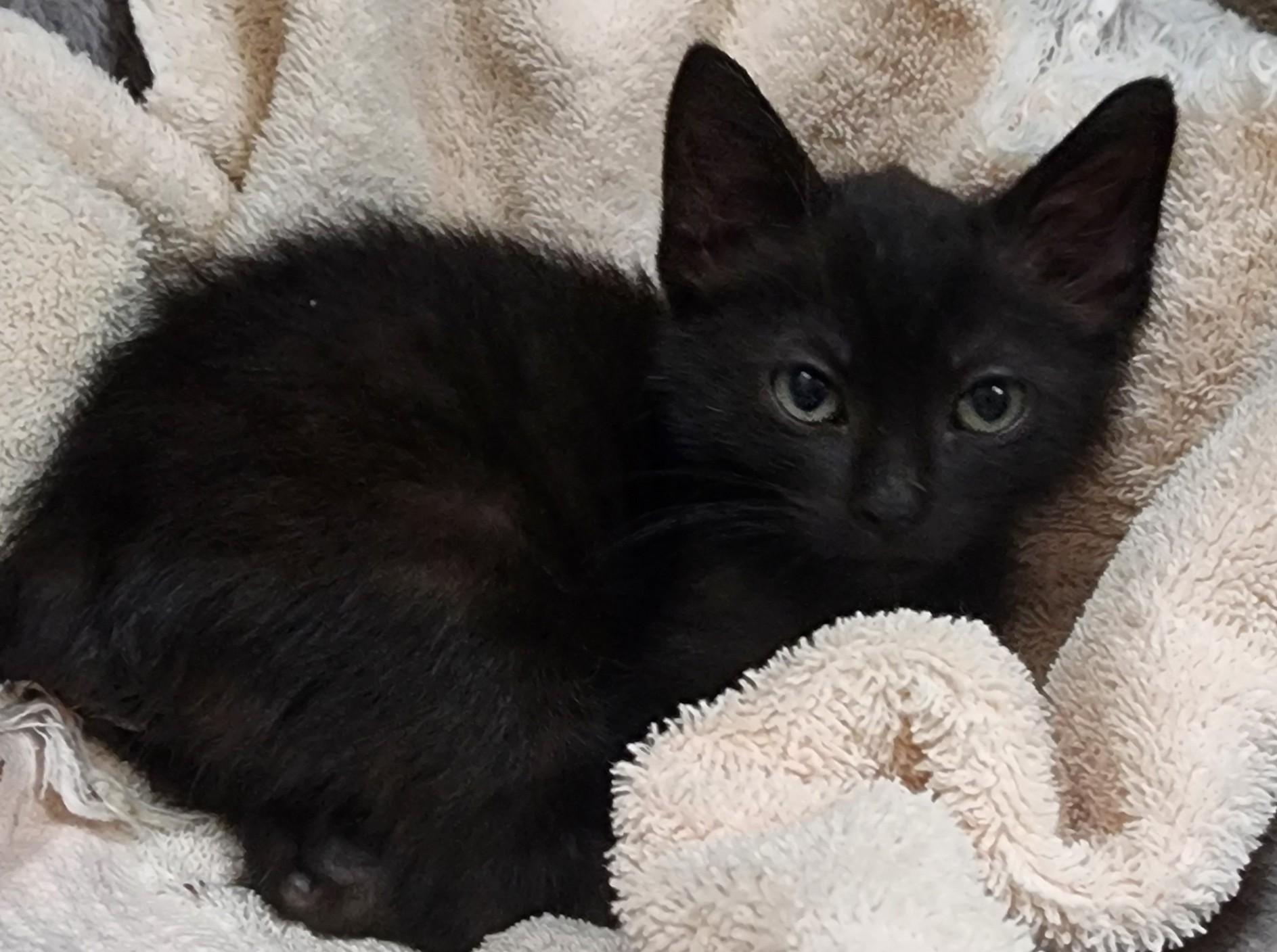 Avocato, a ADOPTABLE Manx in Fort Worth, TX image 4/6
