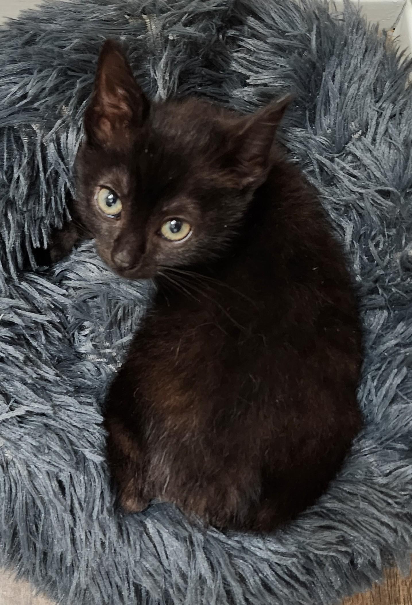 Avocato, a ADOPTABLE Manx in Fort Worth, TX image 5/6