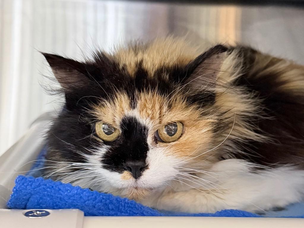 Custard, Adoptable, Senior Female Domestic Medium Hair.