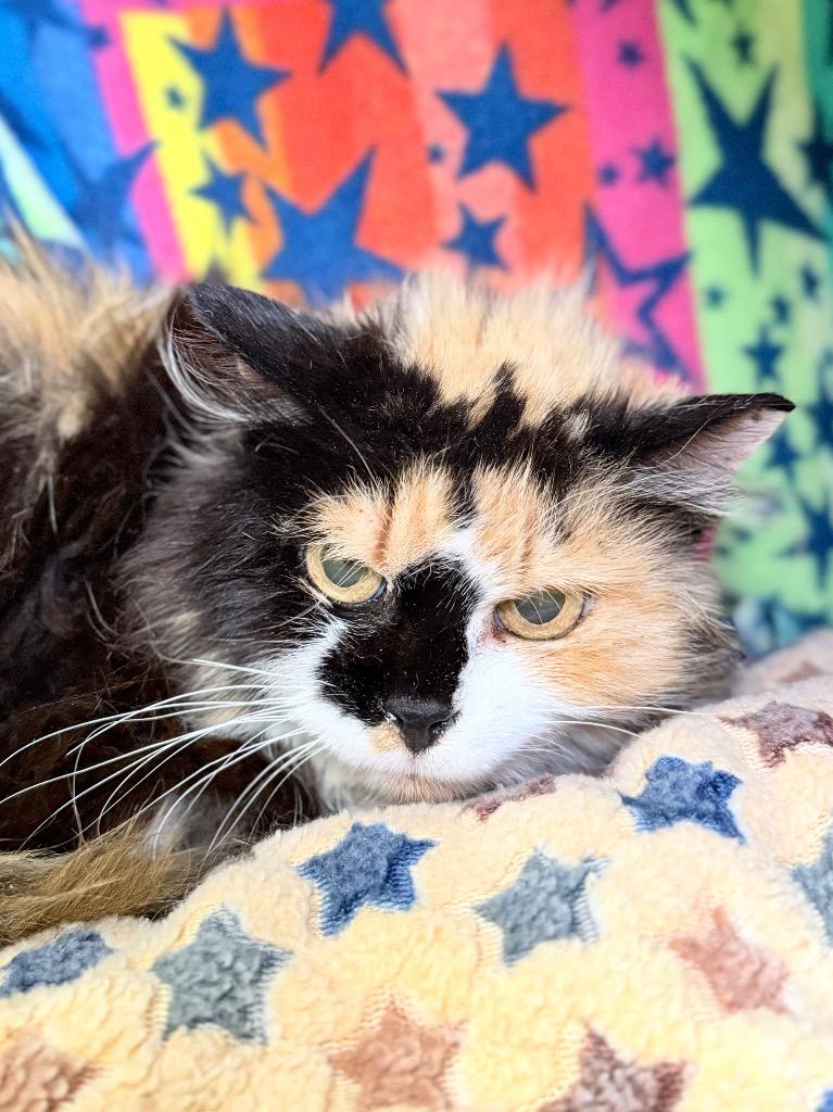 Enlarge Custard, a Adoptable mixed breed in Menomonie, WI image 2/2