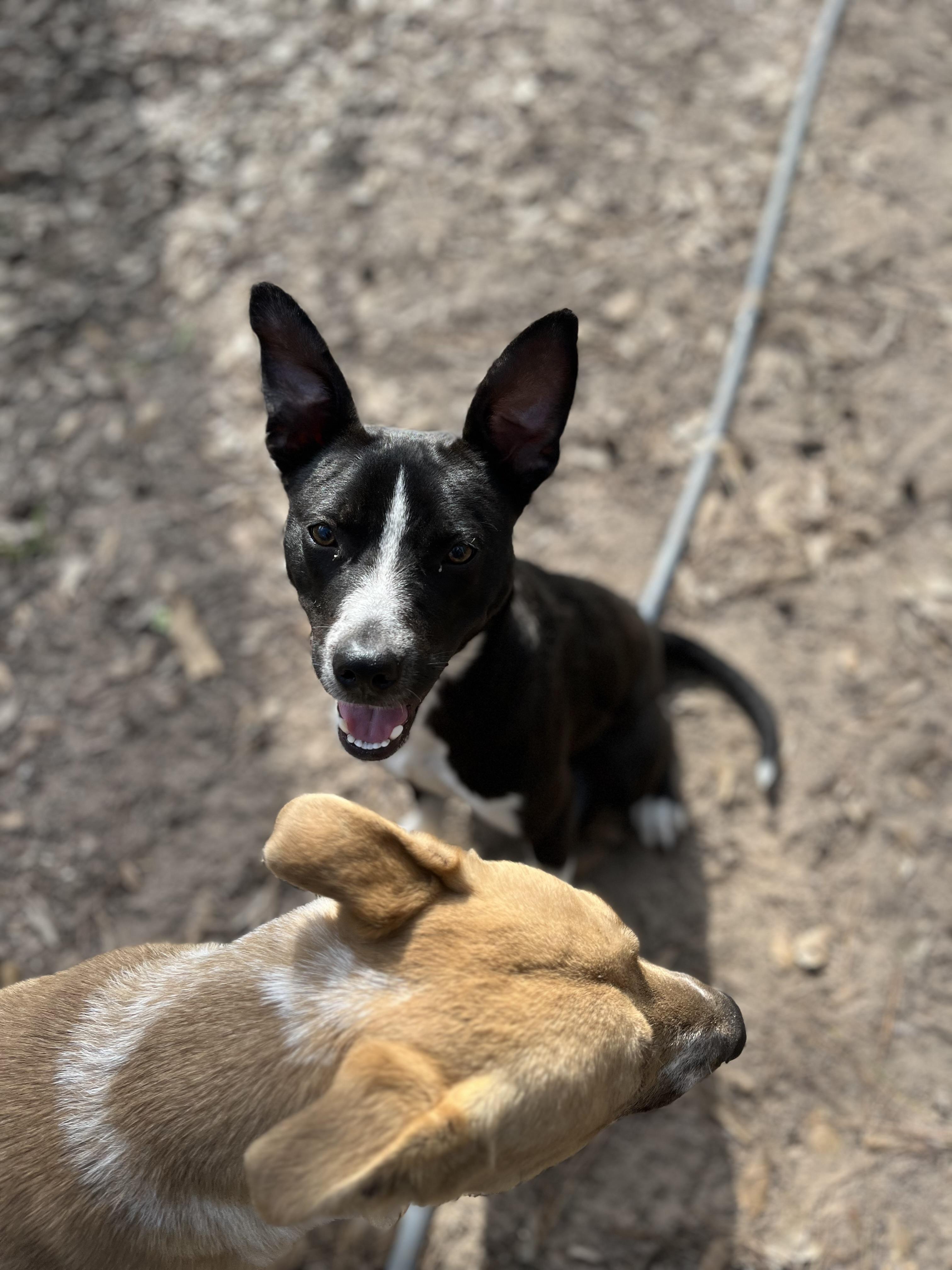 Jerry, Young Male Pit Bull Terrier