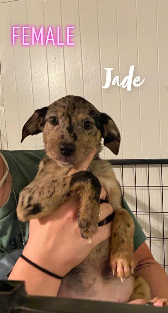 Jade, Adopted, Puppy Female Catahoula Leopard Dog & Black Mouth Cur.