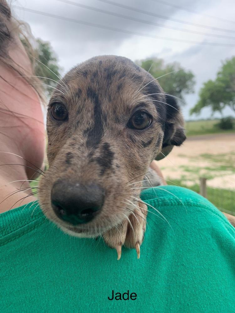 Enlarge Jade, a Adopted mixed breed in Sealy, TX image 2/2