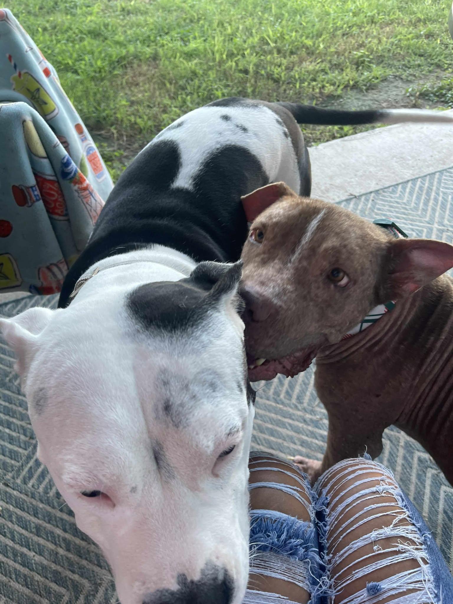 Butterball, a Adoptable Pit Bull Terrier in Boise, ID image 3/5