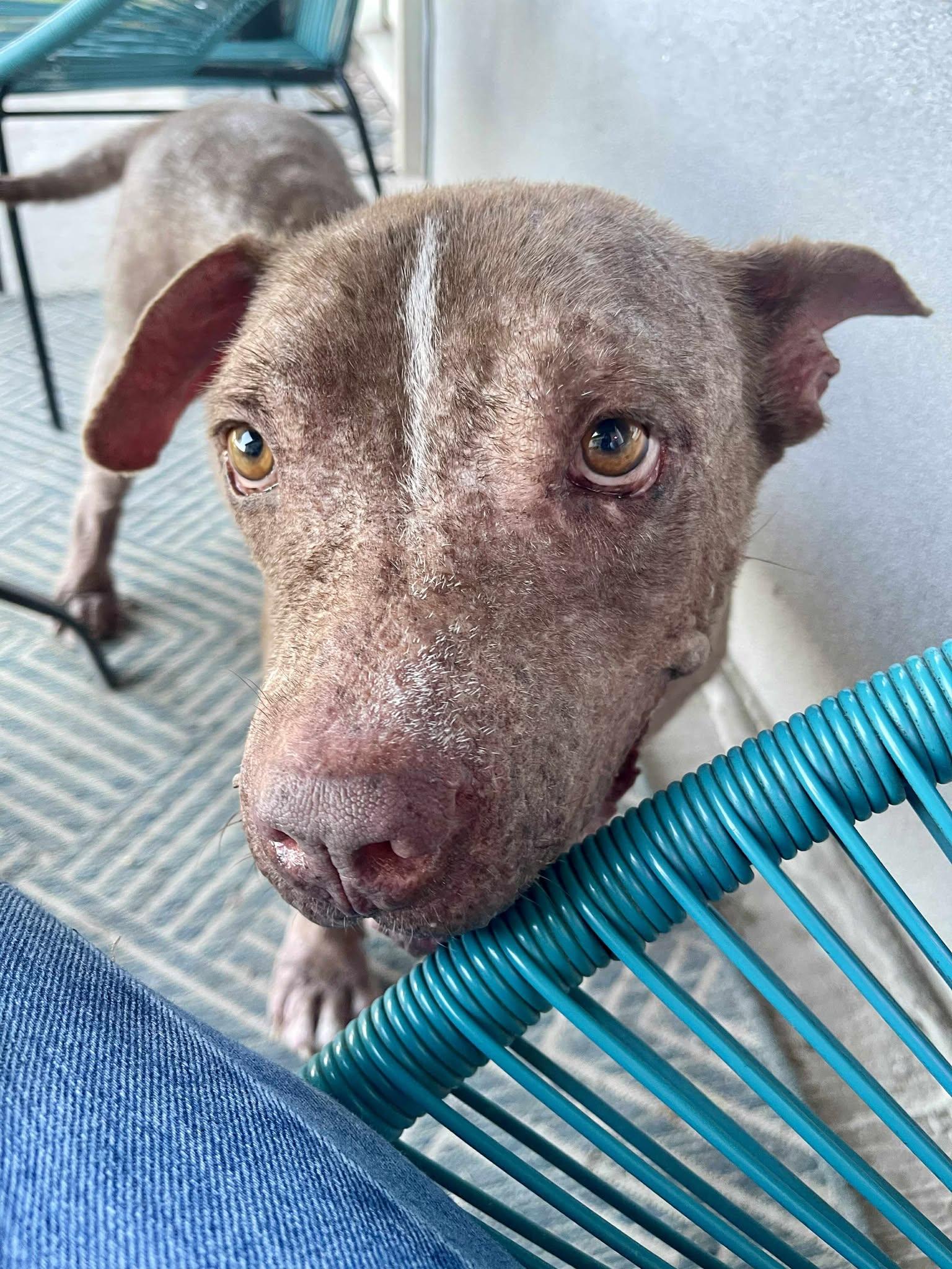 Butterball, a Adoptable Pit Bull Terrier in Boise, ID image 4/5