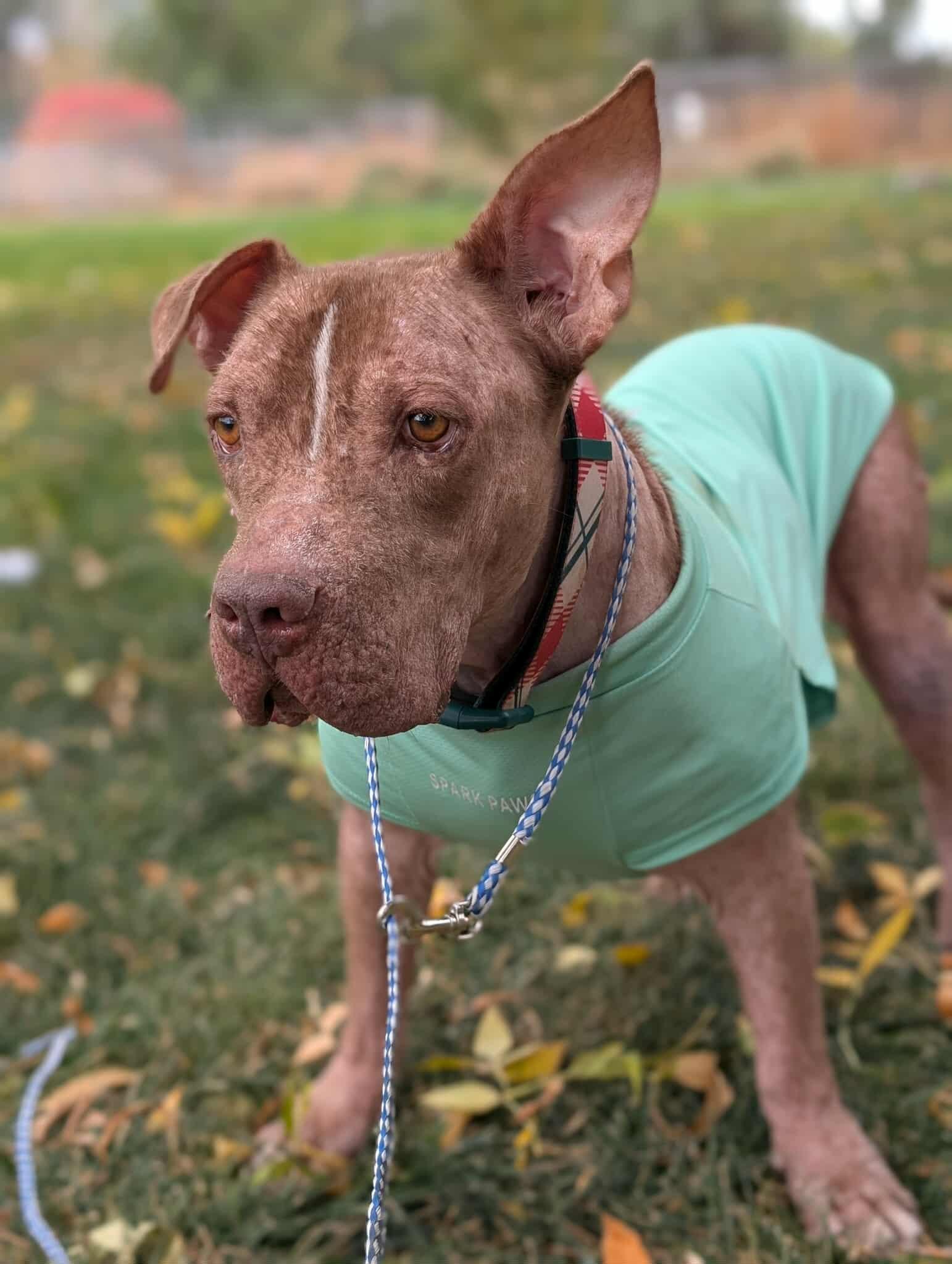 Butterball, Adoptable, Adult Male Pit Bull Terrier.