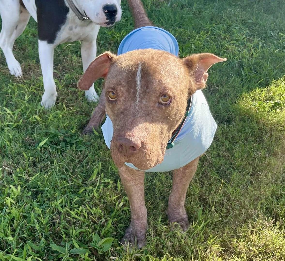 Butterball, a Adoptable Pit Bull Terrier in Boise, ID image 2/5