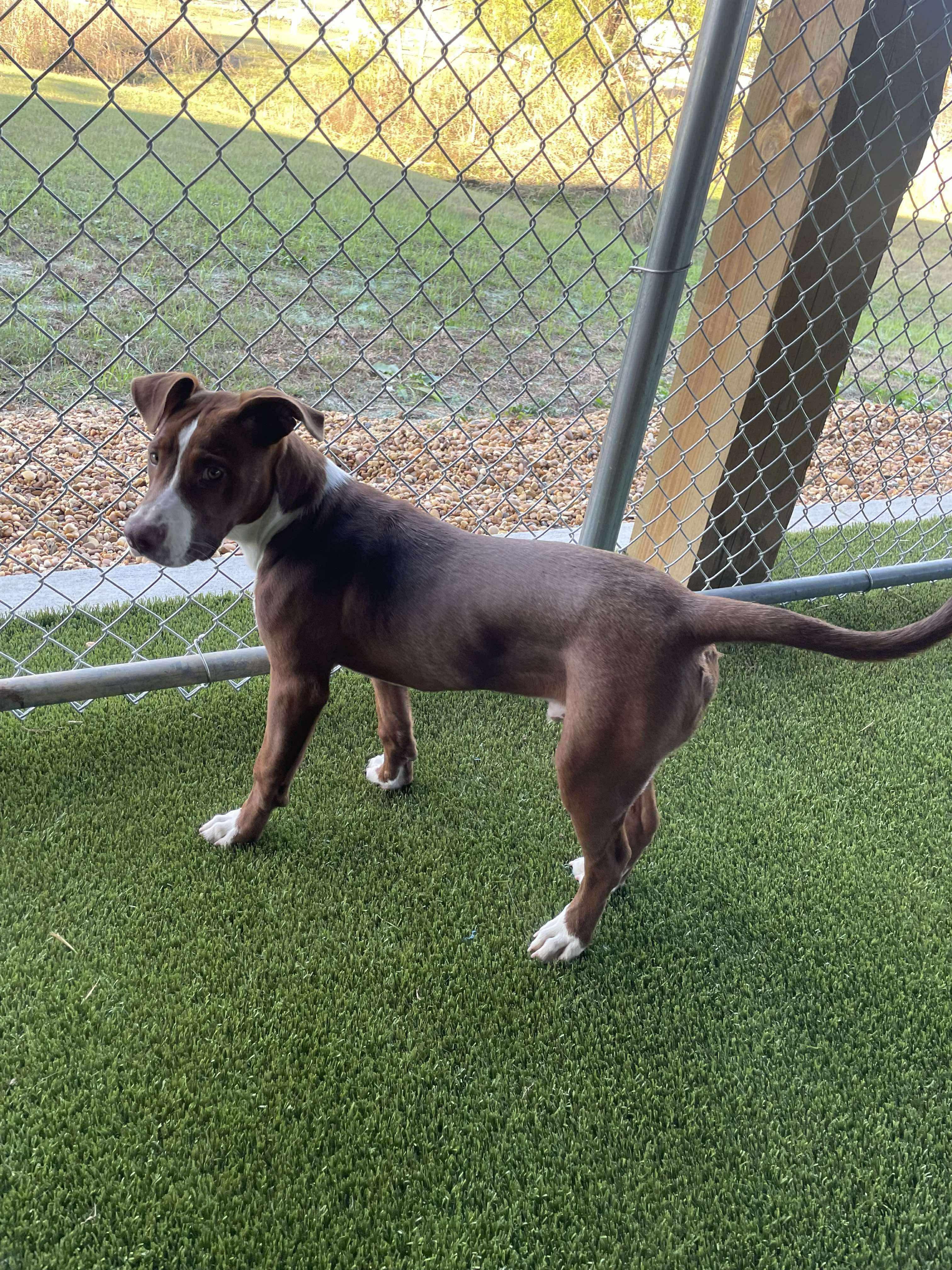Doug, a Adoptable mixed breed in Westport, MA image 5/5