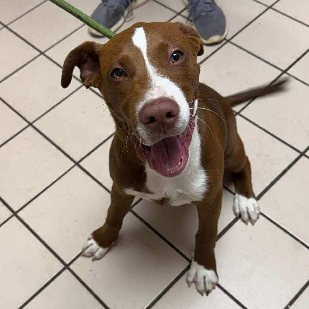 Doug, Adoptable, Puppy Male American Bully & Chocolate Labrador Retriever.