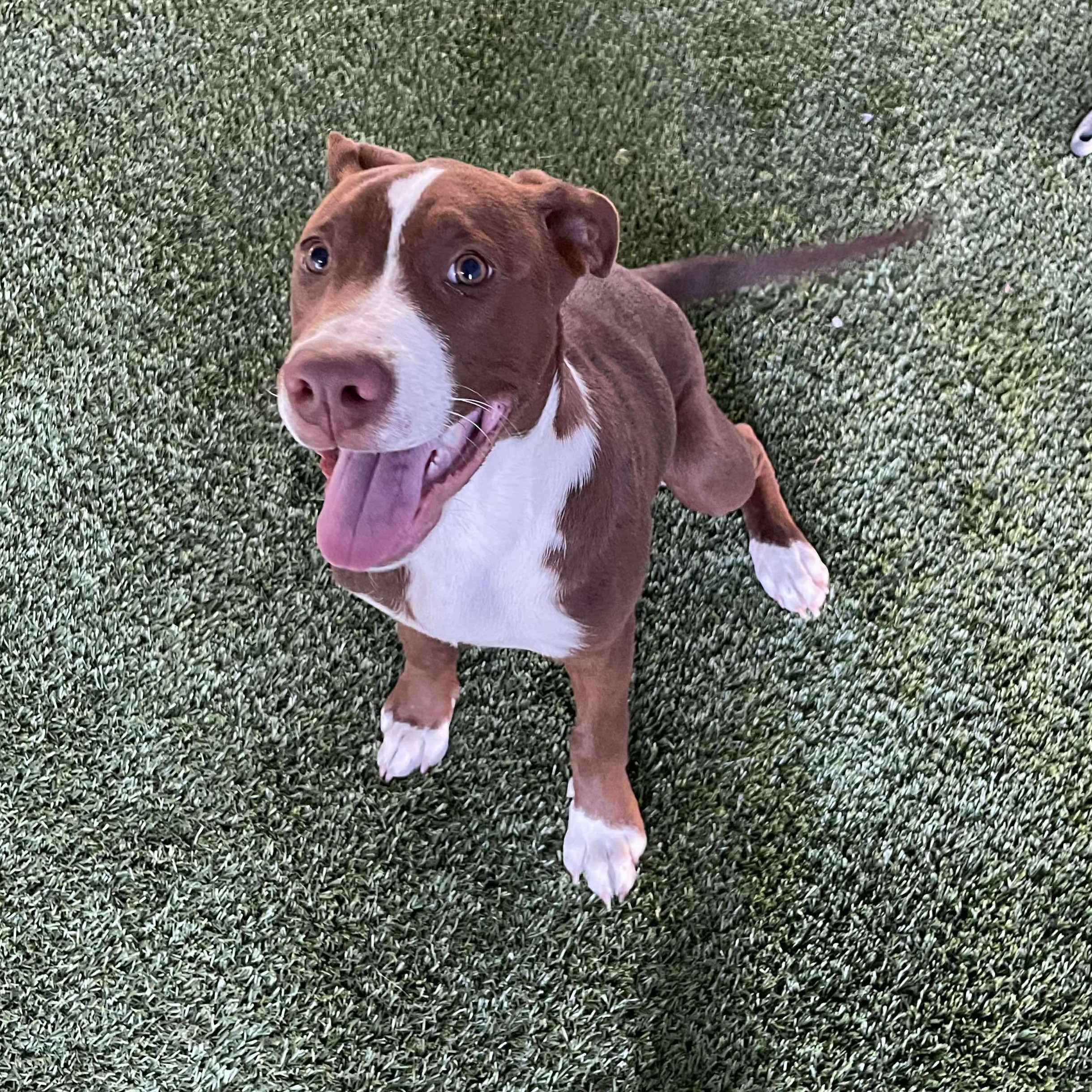 Doug, a Adoptable mixed breed in Westport, MA image 2/5