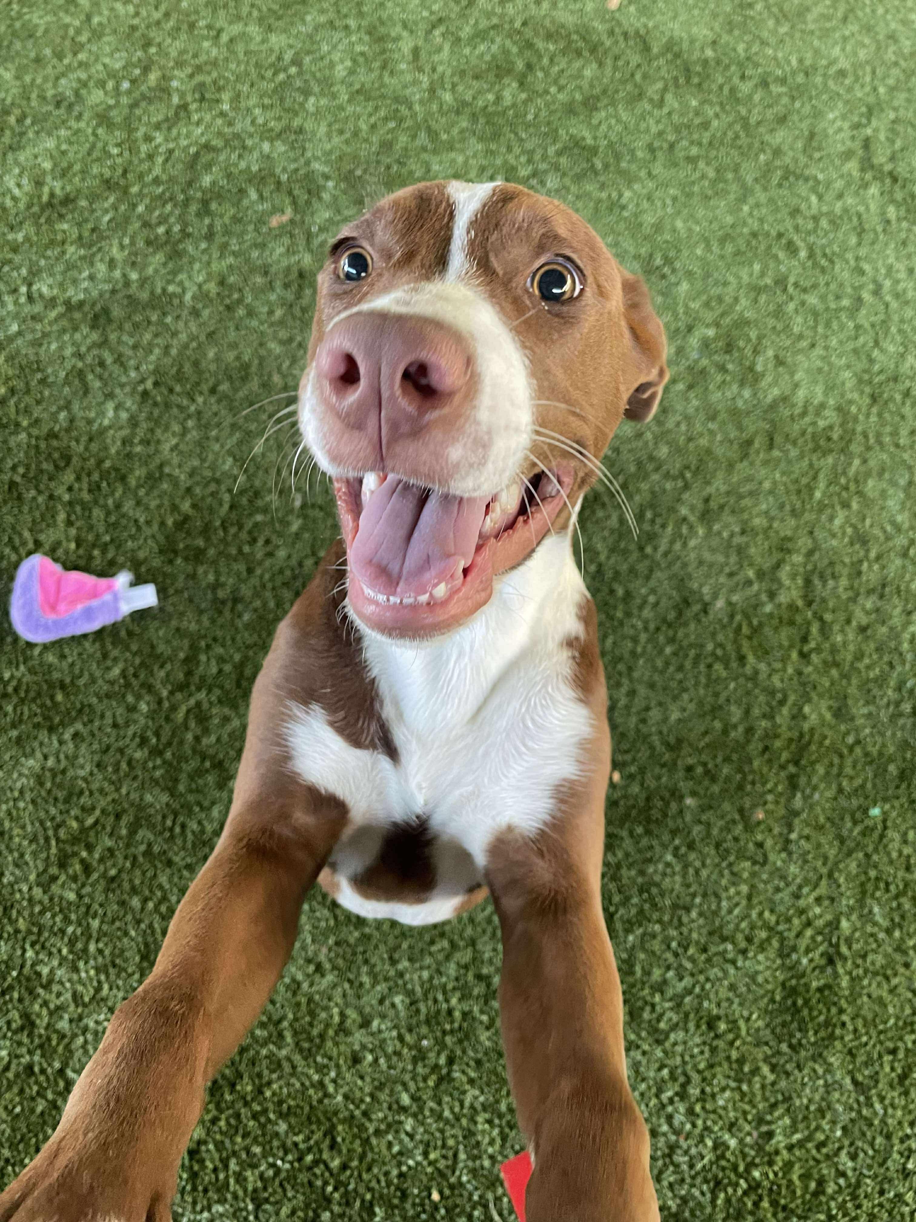 Doug, a Adoptable mixed breed in Westport, MA image 3/5