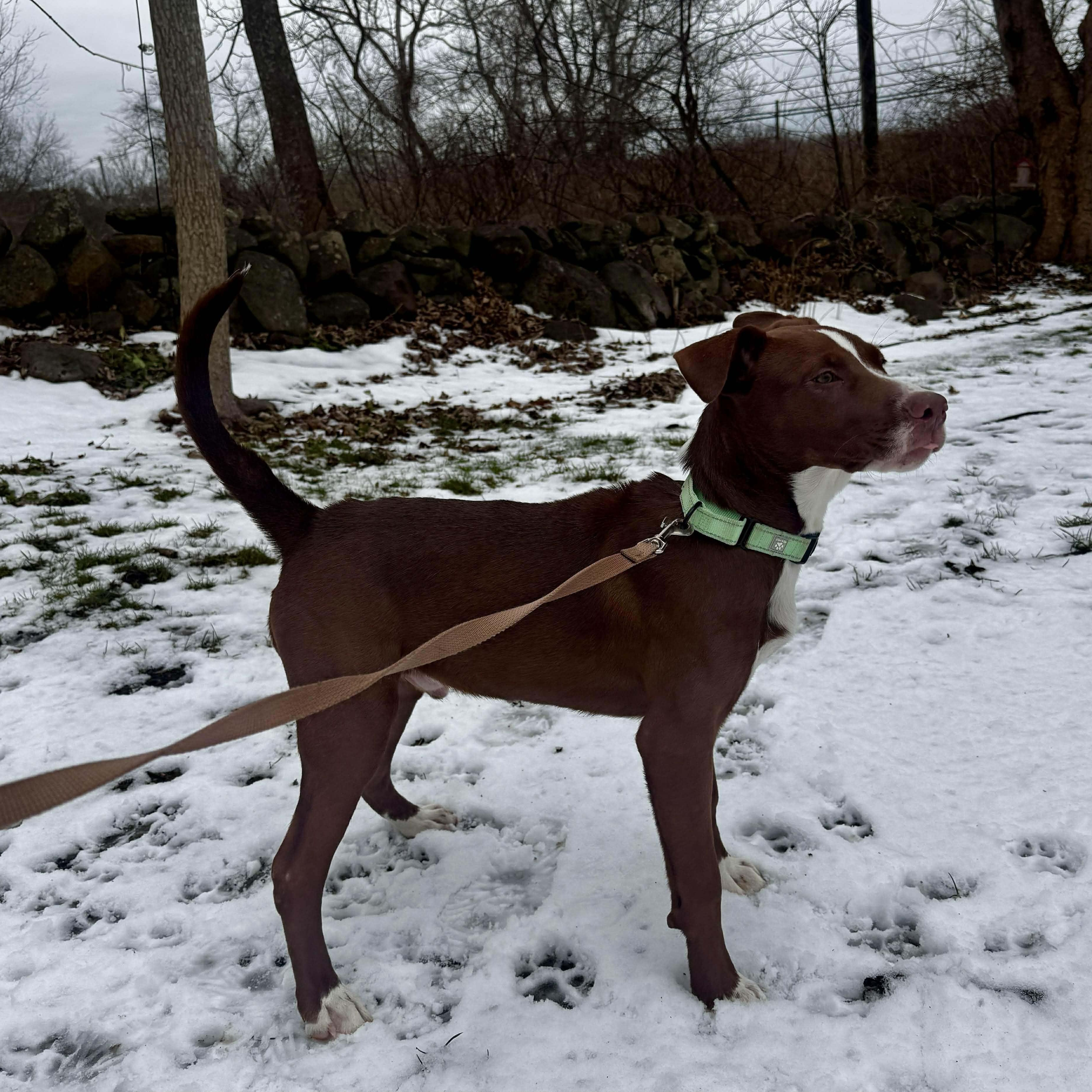 Doug, a Adoptable mixed breed in Chepachet, RI image 6/6