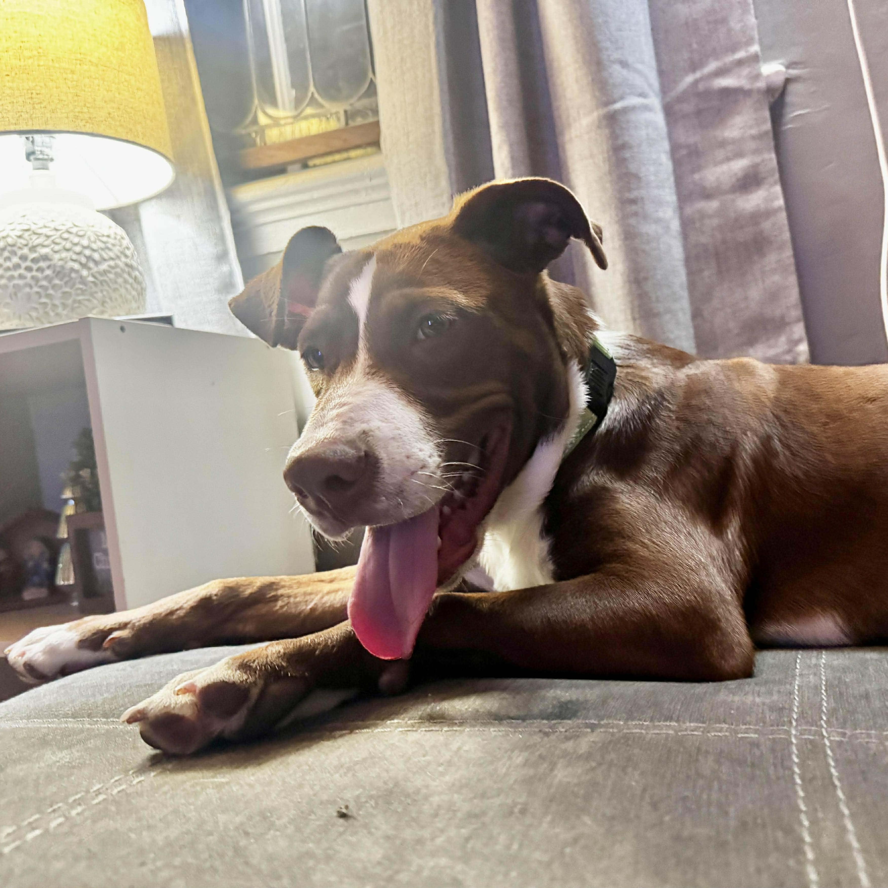 Doug, a Adoptable mixed breed in Chepachet, RI image 5/6