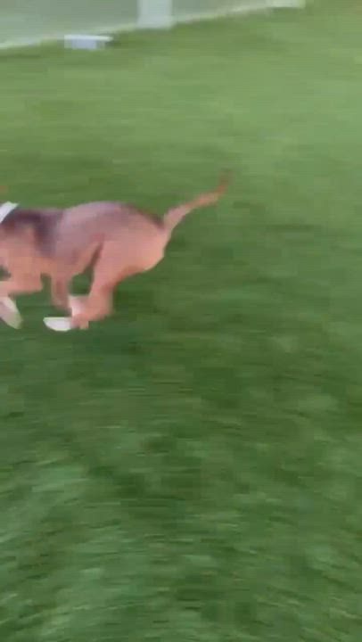 Enlarge Doug, a Adoptable mixed breed in Westport, MA video 4/5