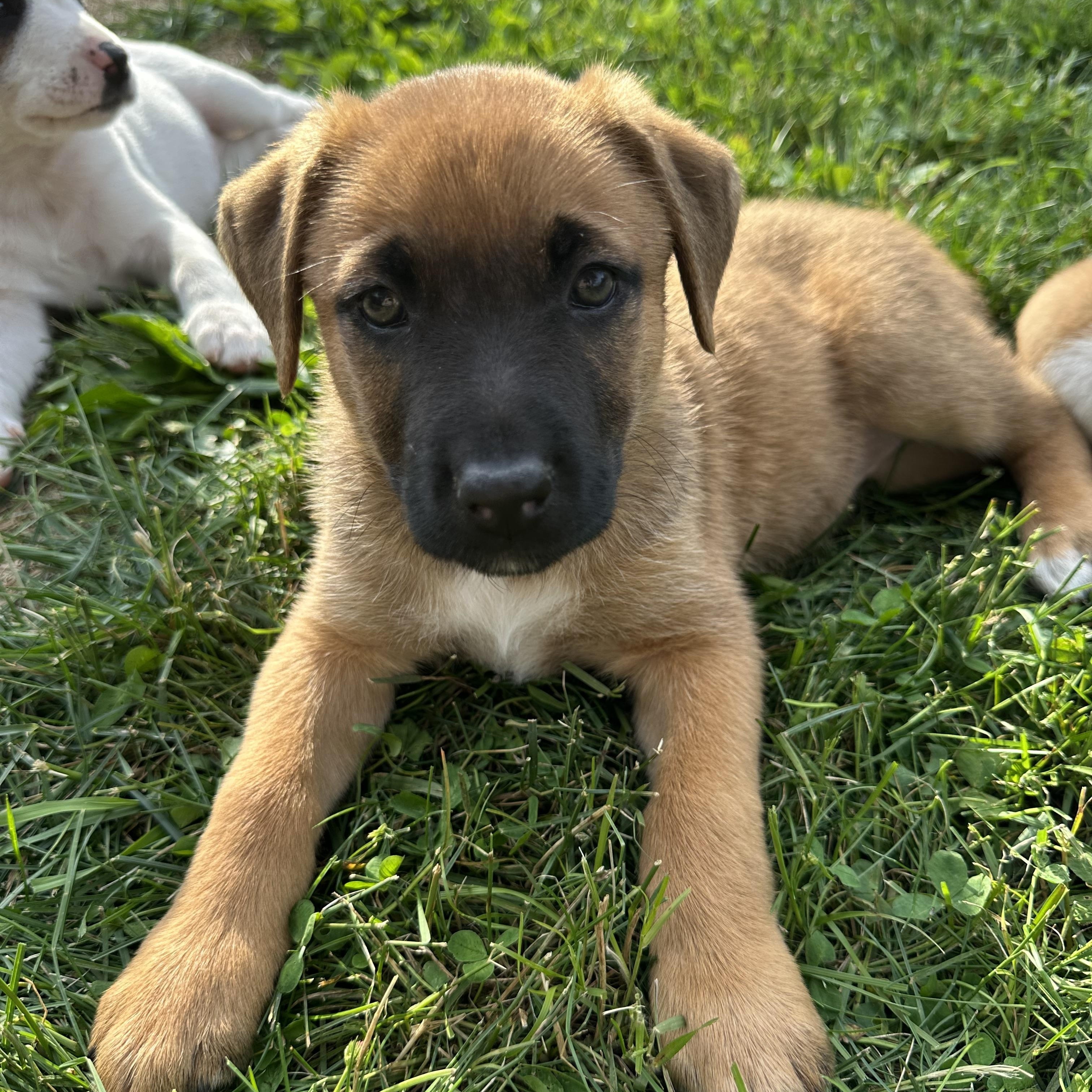 Cholula, Adoptable, Puppy Female Mixed Breed.