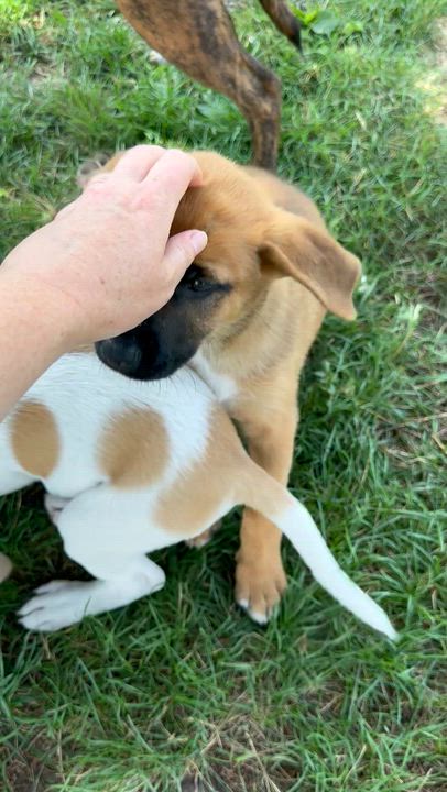 Enlarge Cholula, a Adoptable mixed breed in Iron River, MI video 2/3
