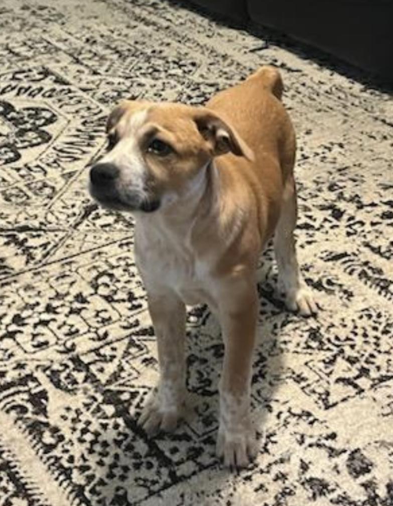 Bingo, Adopted, Puppy Female Australian Cattle Dog / Blue Heeler & Great Pyrenees.