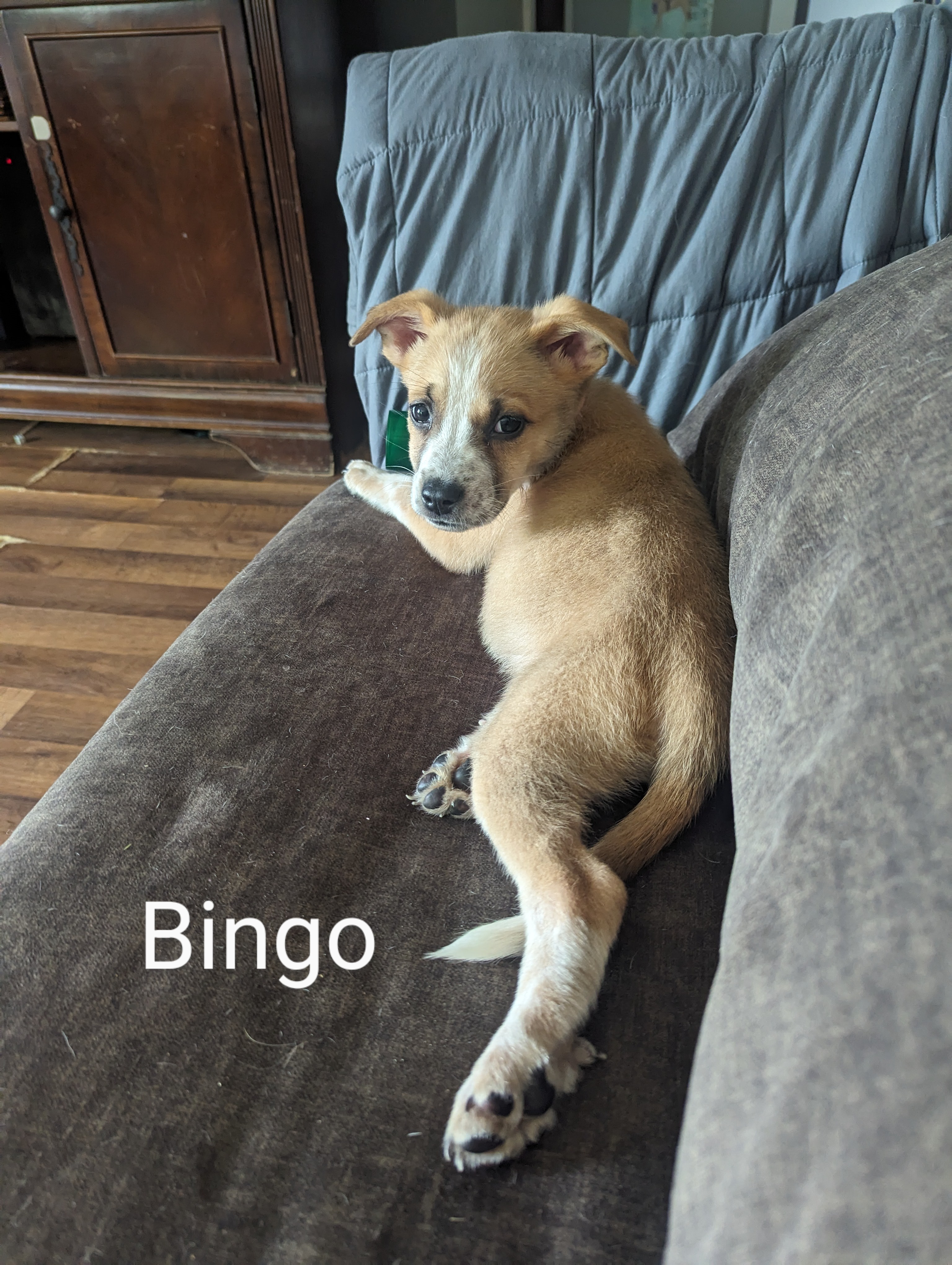 Enlarge Bingo, a Adopted mixed breed in Manteno, IL image 2/6