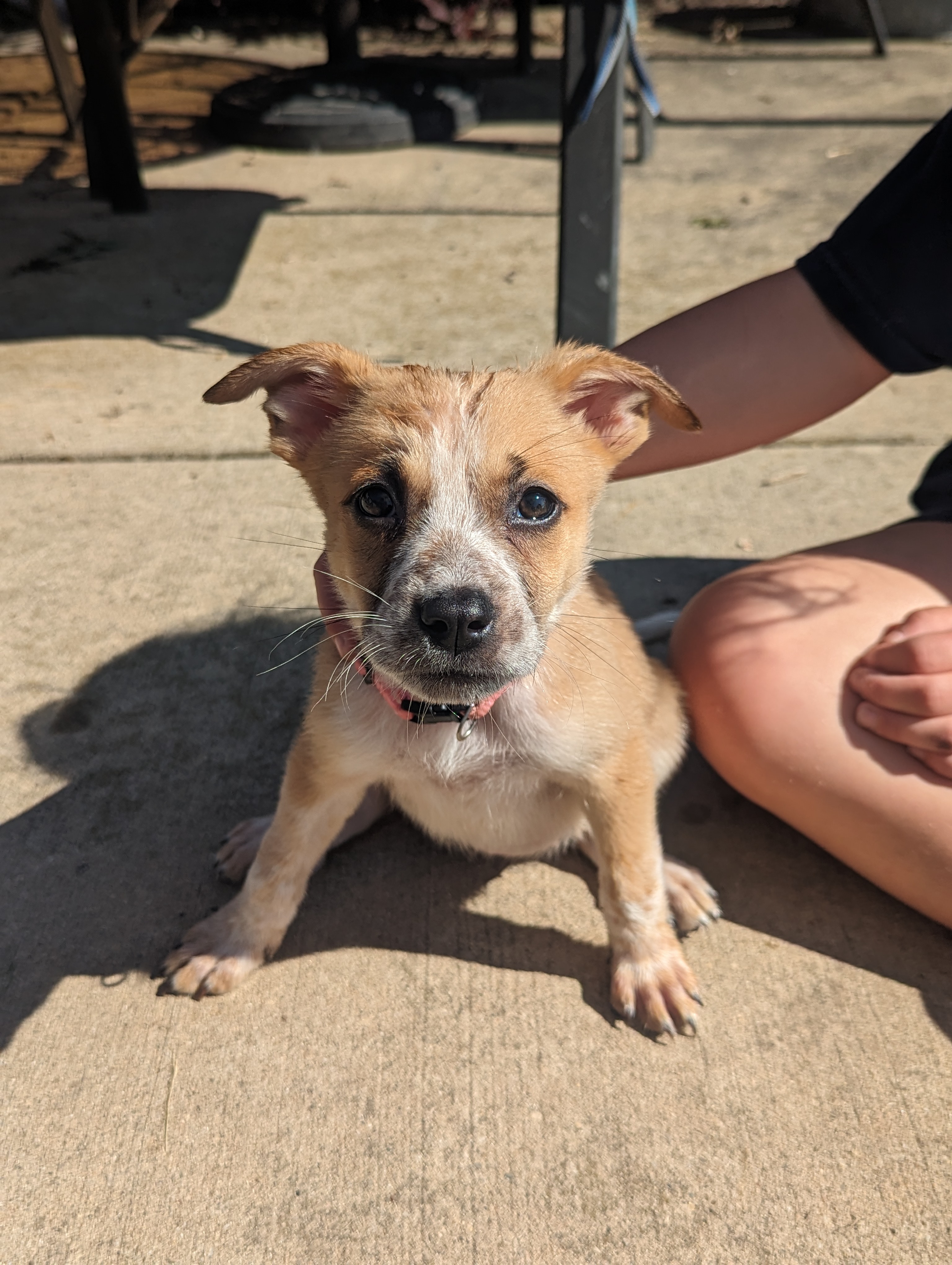 Enlarge Bingo, a Adopted mixed breed in Manteno, IL image 4/6