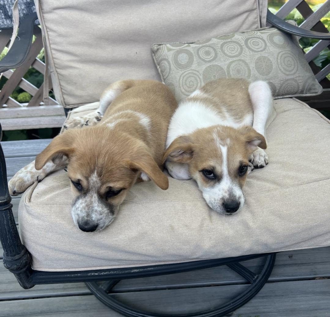 Enlarge Bingo, a Adopted mixed breed in Manteno, IL image 6/6