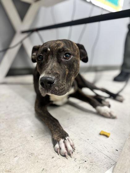 Simonette, a Adoptable mixed breed in Gulfport, MS image 1/2