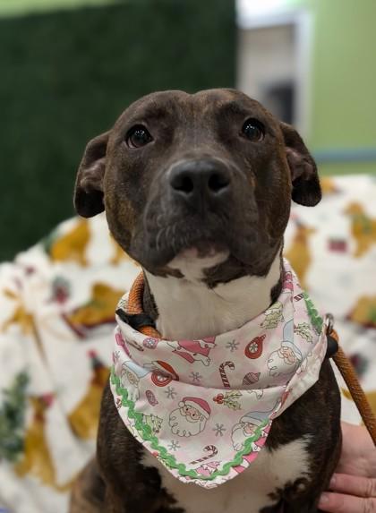 Simonette, a Adoptable mixed breed in Gulfport, MS image 2/2