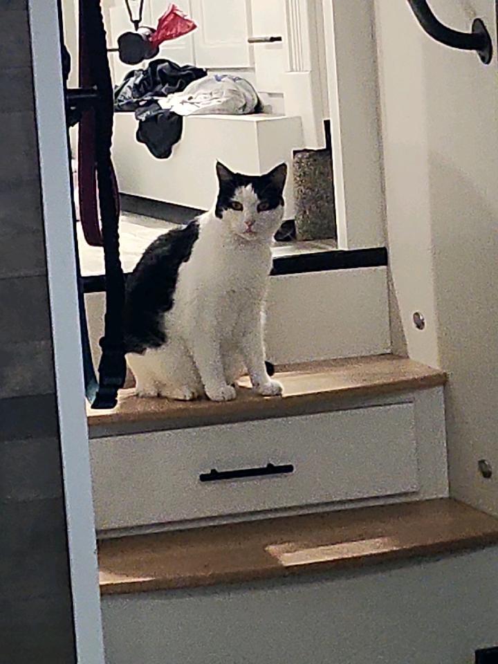 Daisy, Adoptable, Senior Female Domestic Short Hair.