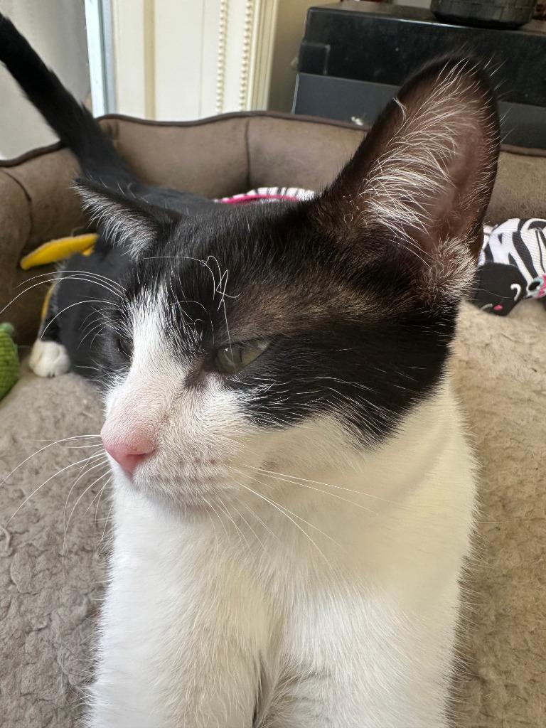 Venkman, Adoptable, Adult Male Domestic Short Hair.