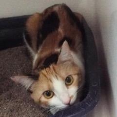 Sadie--Available for Adoption with Bonded Companion, Bruce