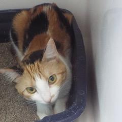 Sadie--Available for Adoption with Bonded Companion, Bruce