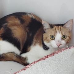 Sadie--Available for Adoption with Bonded Companion, Bruce, Baby Female unknown