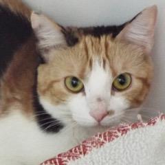Sadie--Available for Adoption with Bonded Companion, Bruce