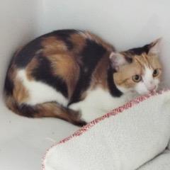 Sadie--Available for Adoption with Bonded Companion, Bruce