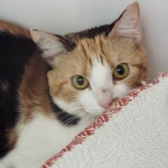 Sadie--Available for Adoption with Bonded Companion, Bruce