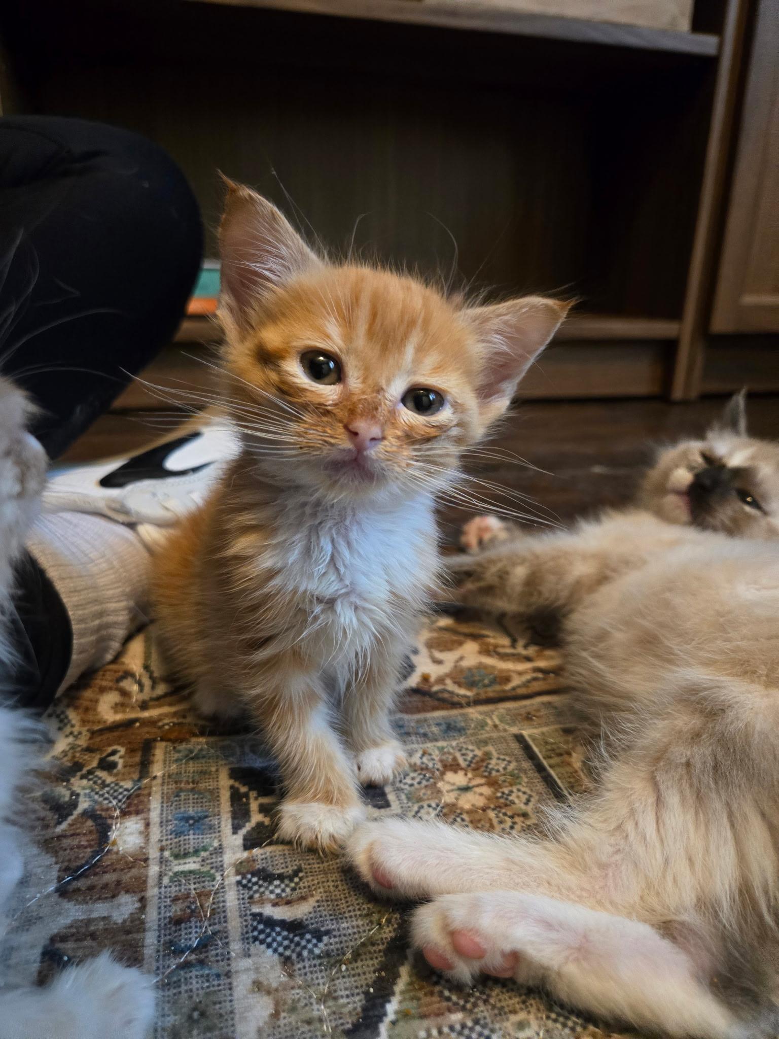 Rascal, ADOPTABLE, Kitten Male Domestic Short Hair.