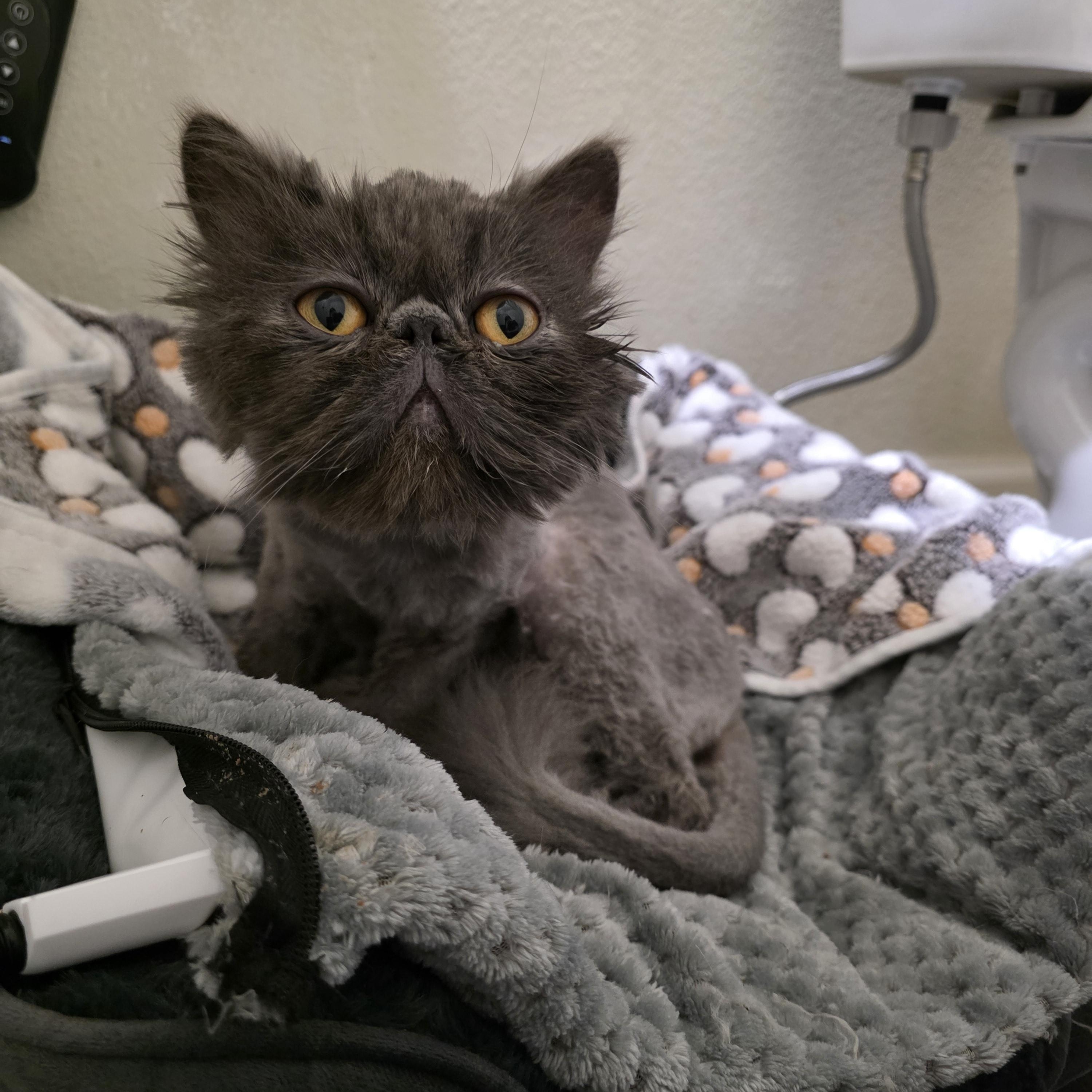 Enlarge Jaq, an adopted Persian in Hillsboro, OR image 3/4