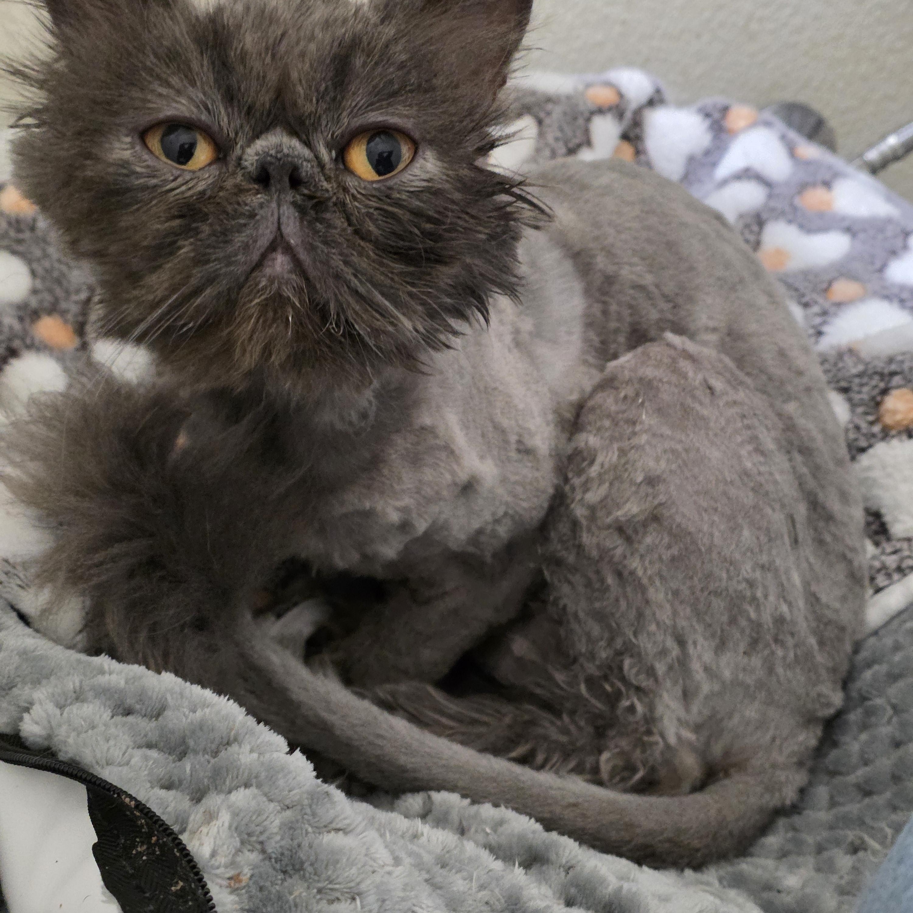 Enlarge Jaq, an adopted Persian in Hillsboro, OR image 4/4