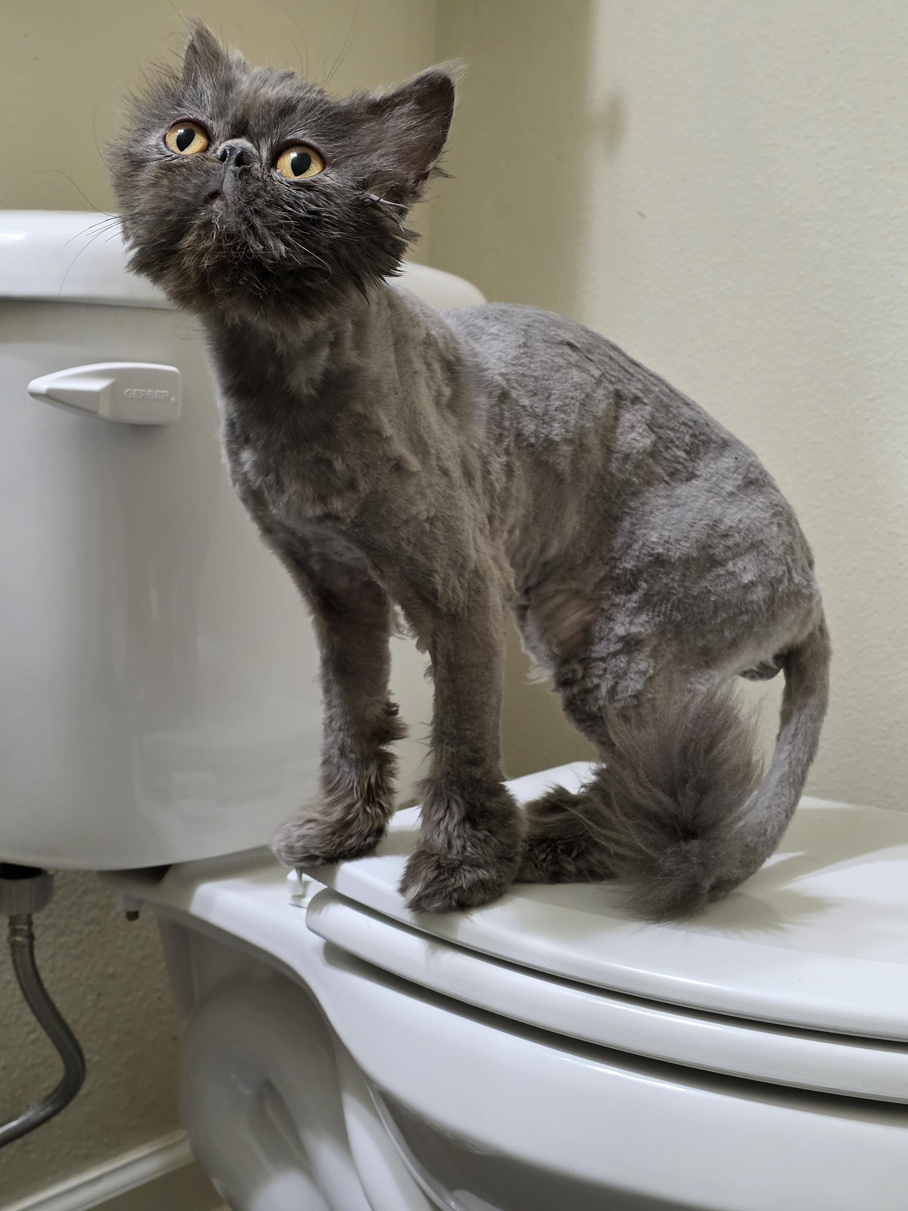 Enlarge Jaq, an adopted Persian in Hillsboro, OR image 2/4