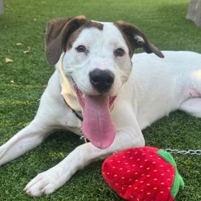 Enlarge January, a Adoptable mixed breed in Chicago, IL image 2/2
