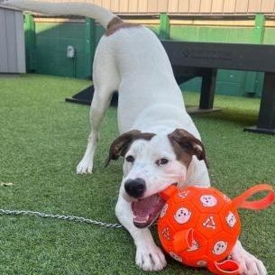 January, Adoptable, Young Female Mixed Breed.