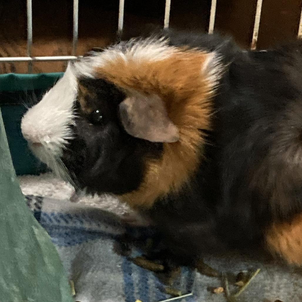 Enlarge Curly, an adoptable Peruvian in Wilmington, NC image 1/3