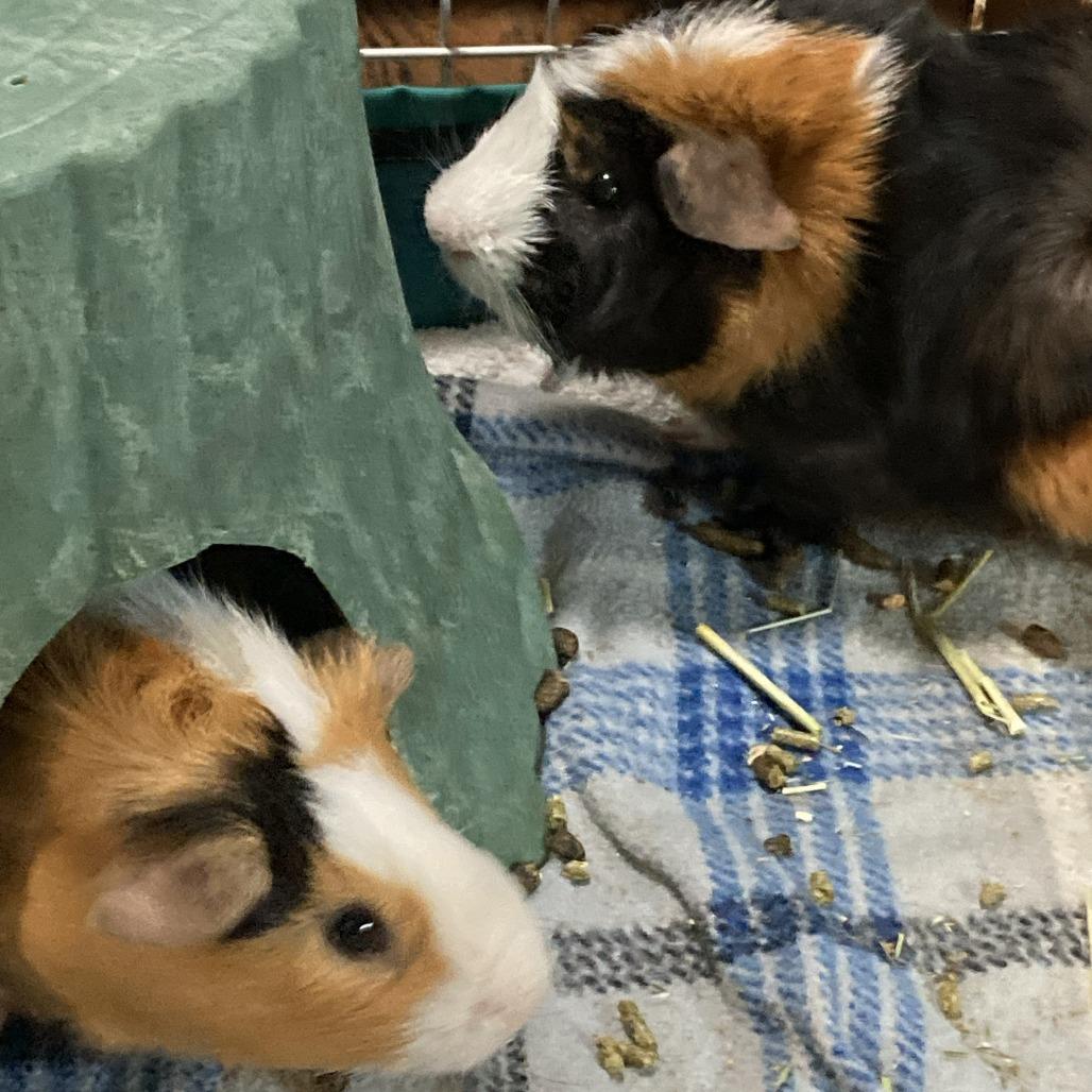 Enlarge Curly, an adoptable Peruvian in Wilmington, NC image 3/3