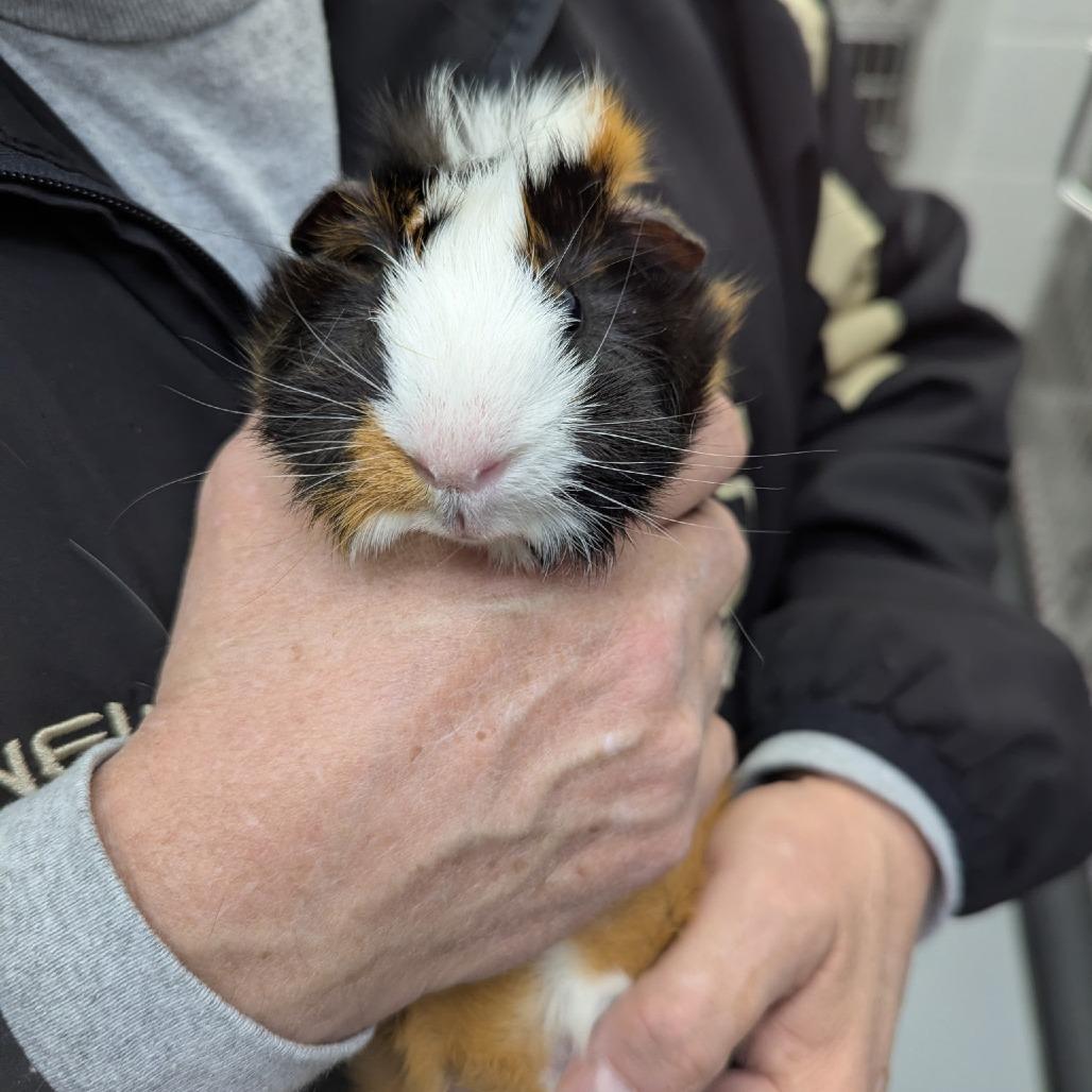 Enlarge Curly, an adoptable Peruvian in Wilmington, NC image 2/3