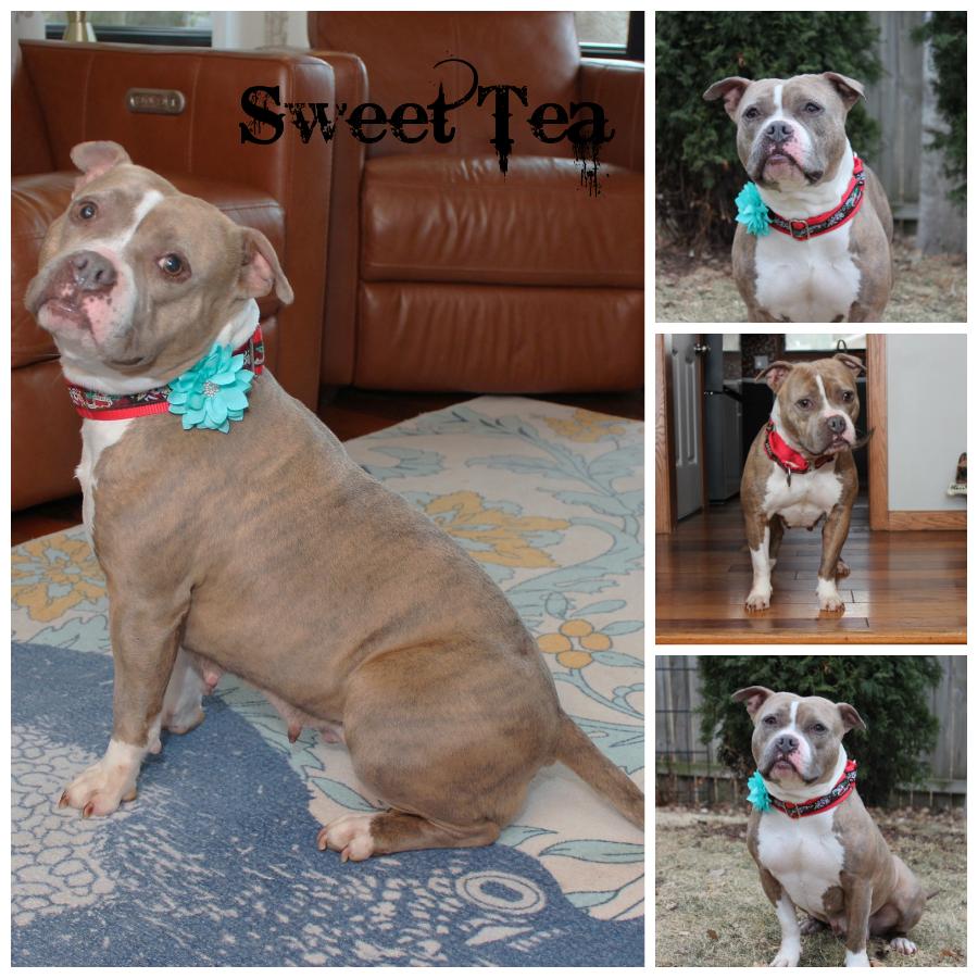 Sweet Tea, Adult Female Terrier
